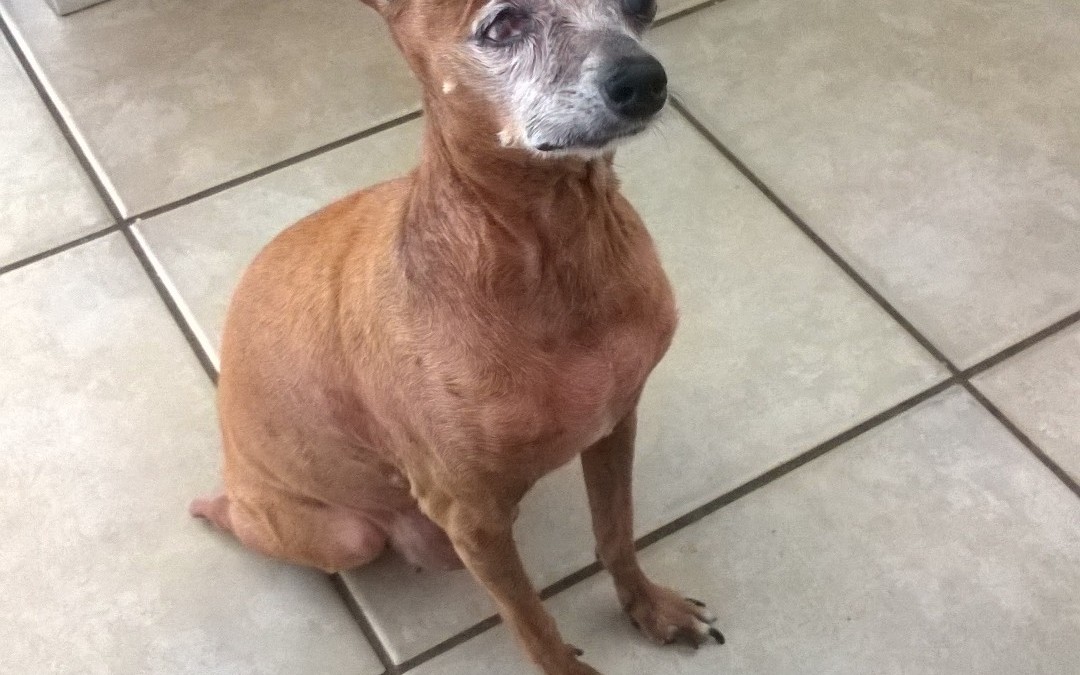 Pequena Gotinha