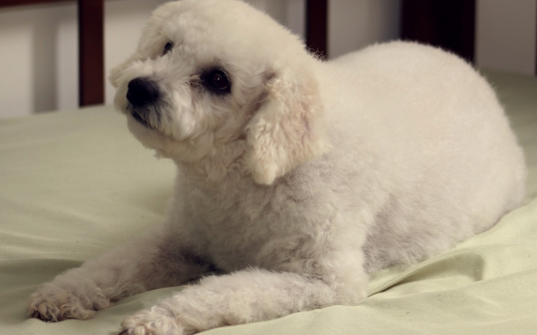 Lola