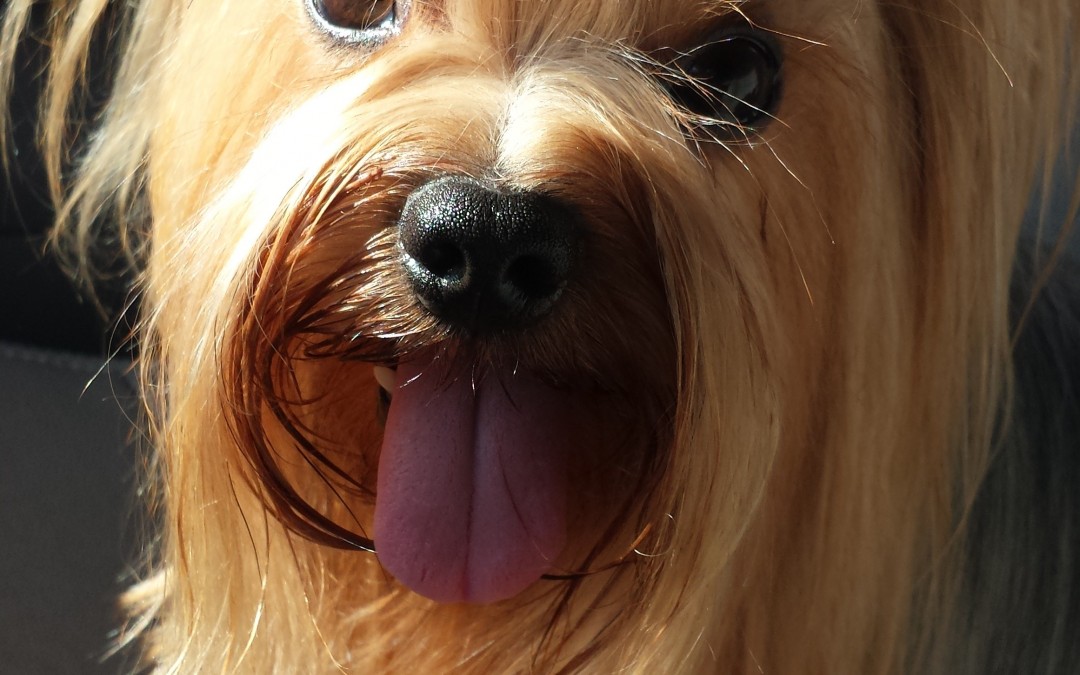Lindo Woodie