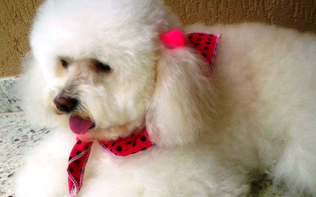 Princesa Rayka