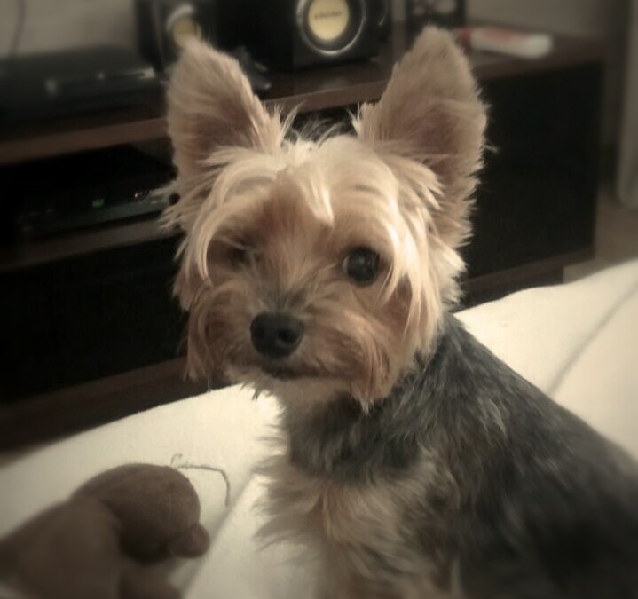 Princesinha Ulli