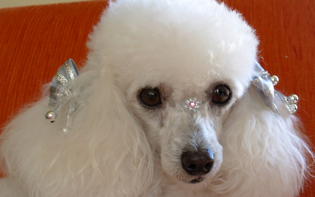Meg Pompom, a meiga Meg.