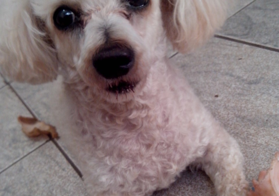 Princesa Jully