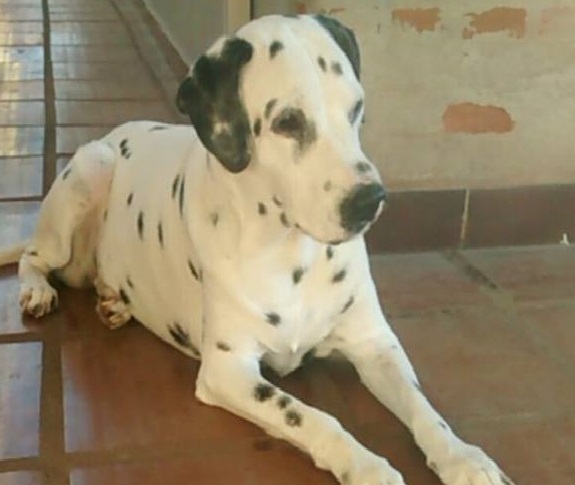 Amada Lua