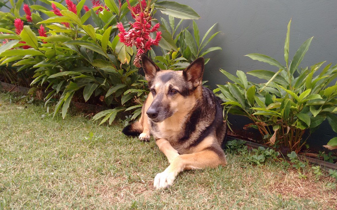 Querida Maya