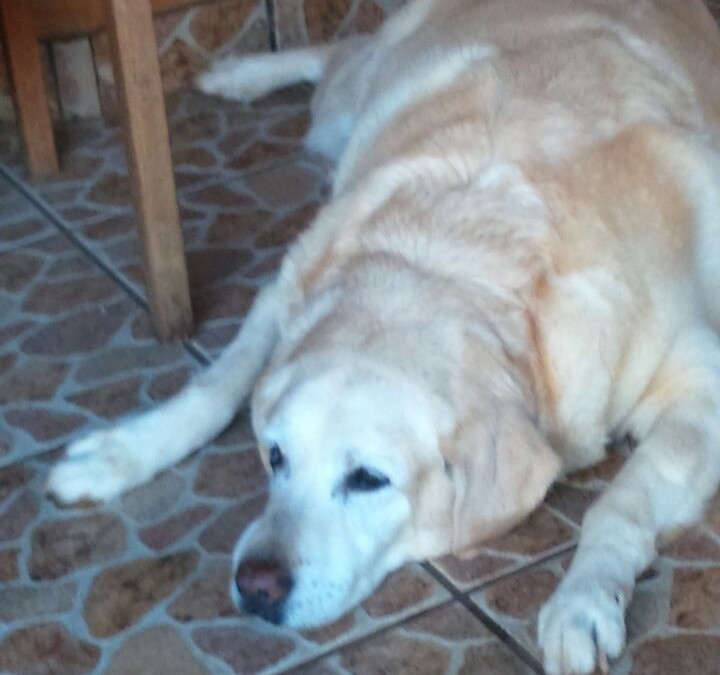 Querido Bumer