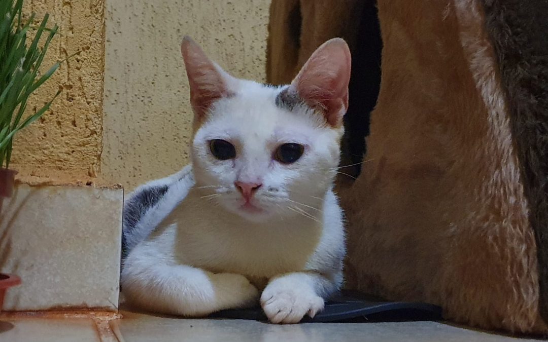 Querida Nala